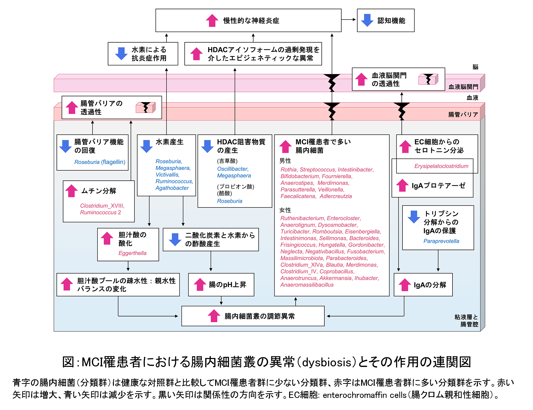 ”MCI罹患者における腸内細菌叢の異常（dysbiosis）とその作用の連関図”/
